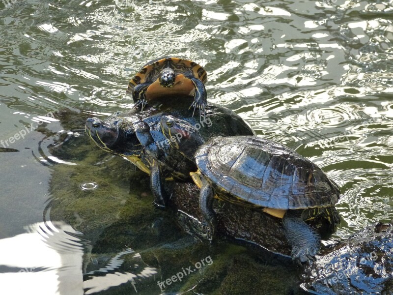 Turtles Water Animal Nature Pond