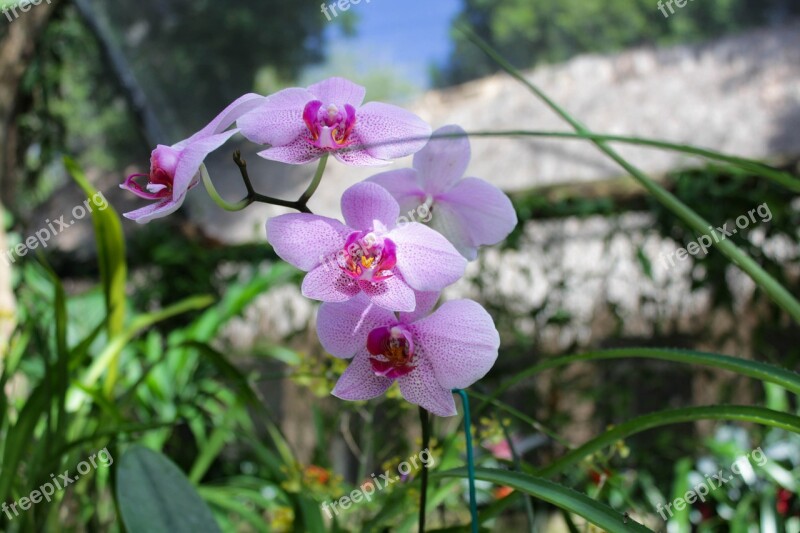 Pink Flowers Nature Spring Blossom