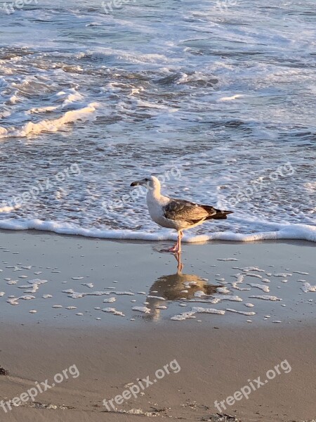 Water Bird Waves Sand Beach