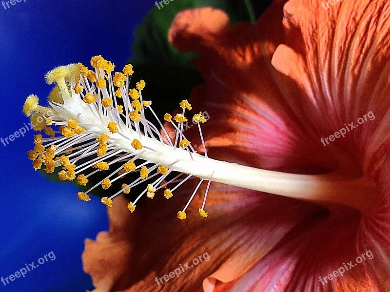 Hibiscus Flower Orange Flower Pistils Garden Flowering