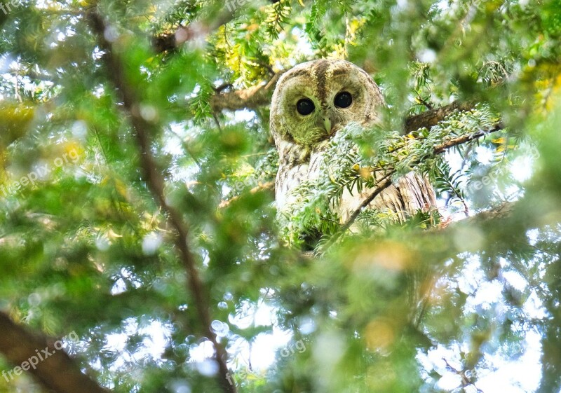 Tawny Owl Owl Raptor Bird Plumage