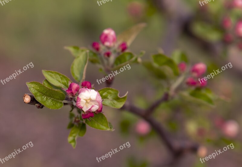 Apple Tree Blossom Branch Fruit