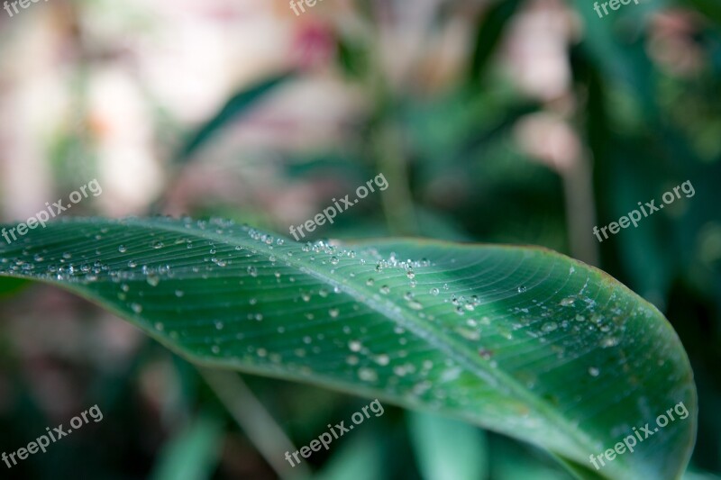 Leaf Water Drip Nature Green