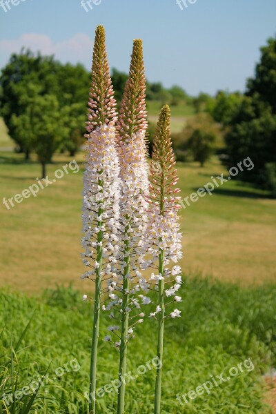 Plant Flower Liliochvostec Massive Asian Inflorescence