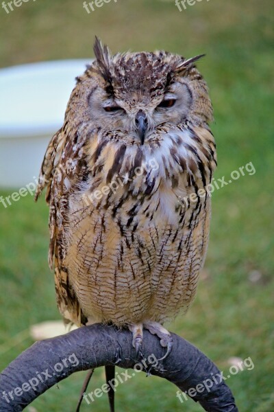 Owl Large Cub Predator Night