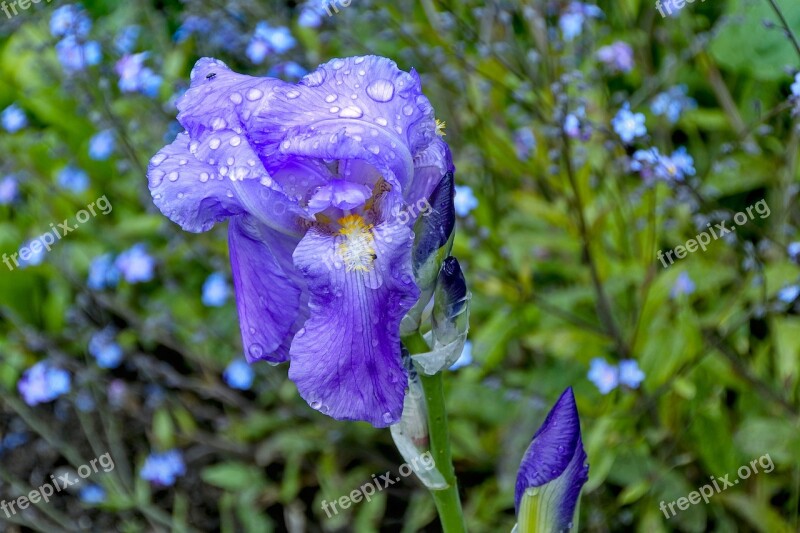 Iris Raindrop Nature Garden Drop Of Water