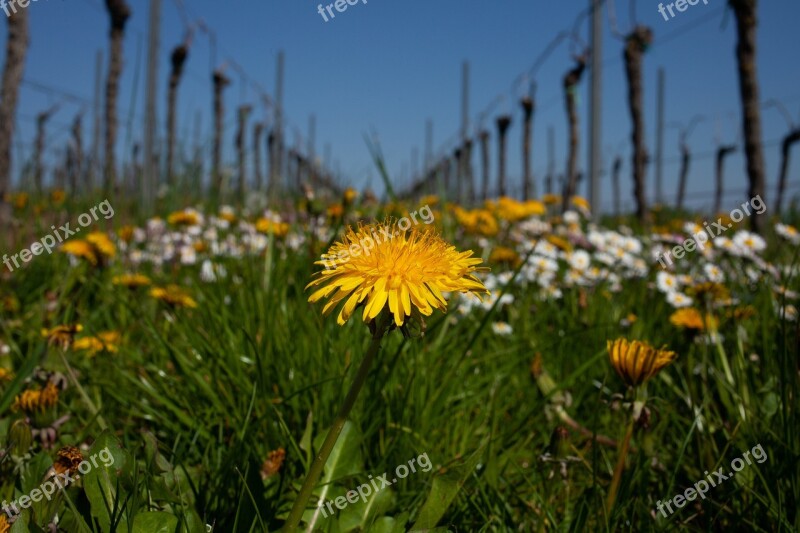 Meadow Vineyard Landscape Nature Grass