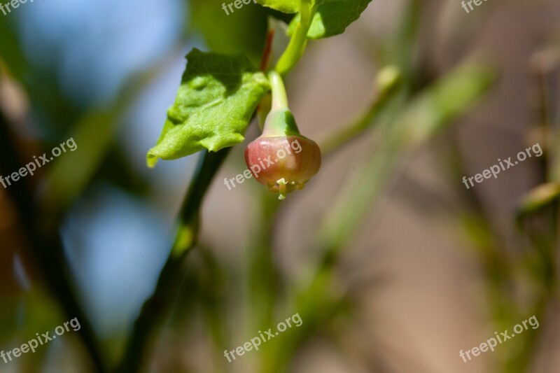 Blueberry Blossom Forest Blueberries Berry Blueberry