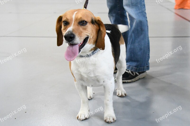 Dog Beagle Leash Jeans Tongue