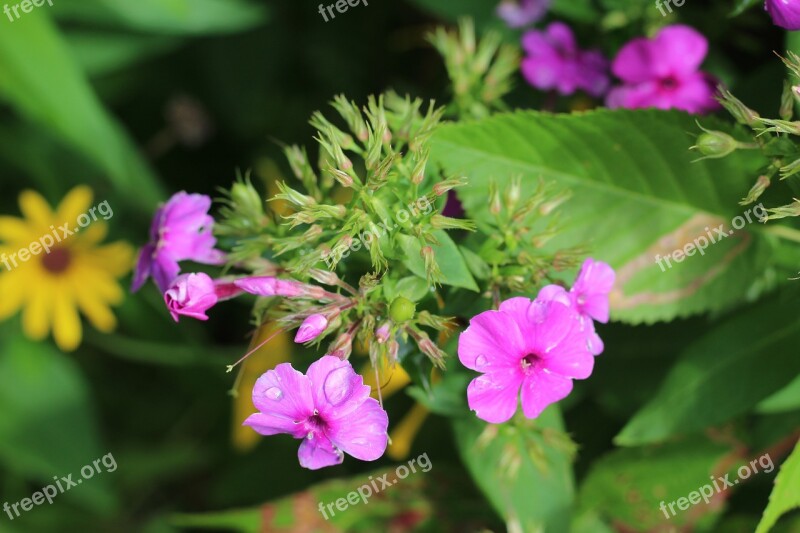 Phlox Pink Purple Flower Floral