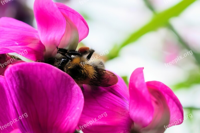 Bee Macro Flower Insect Pollen