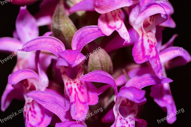 Orchid Blossom Bloom Macro Natural Broad-leaved Marsh Orchid