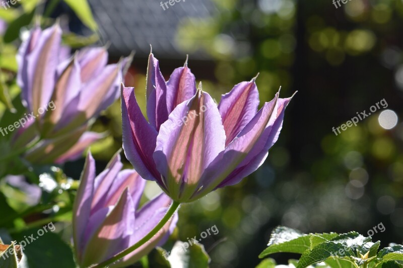 Flowers Pink-white Nature Close Up Plant