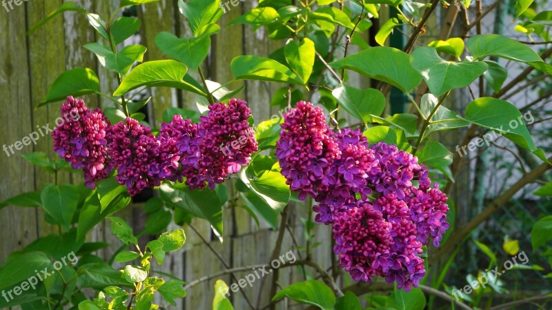 Nature Plants Blooming Without Twigs