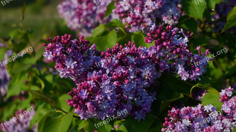 Nature Plants Flourishing Twigs Without