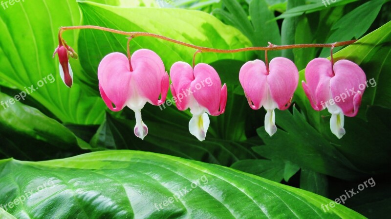 Bleeding Heart Flower Pink Green Spring