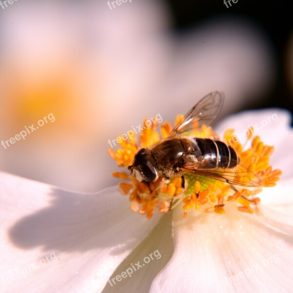 Bee Blossom Bloom Pollen Yellow