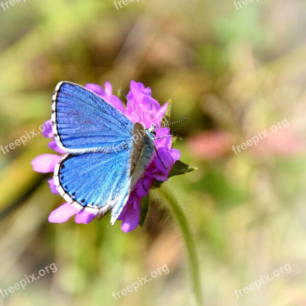 Butterfly Flower Nature Insect Close Up