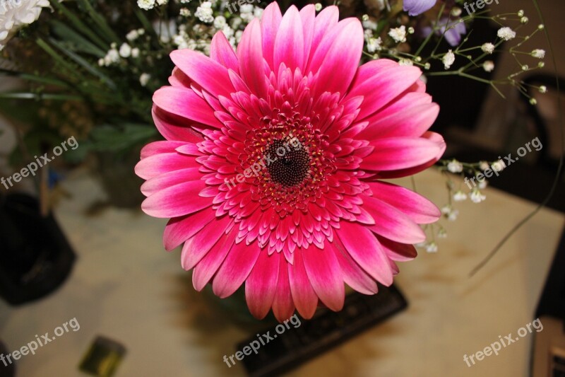 Chrysanthemum Pink Flower Free Photos