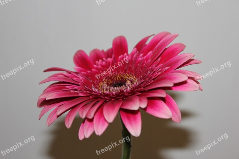 Chrysanthemum Pink Flower Free Photos