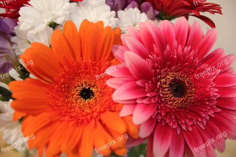 Chrysanthemum Bright Bouquet Flower Pink