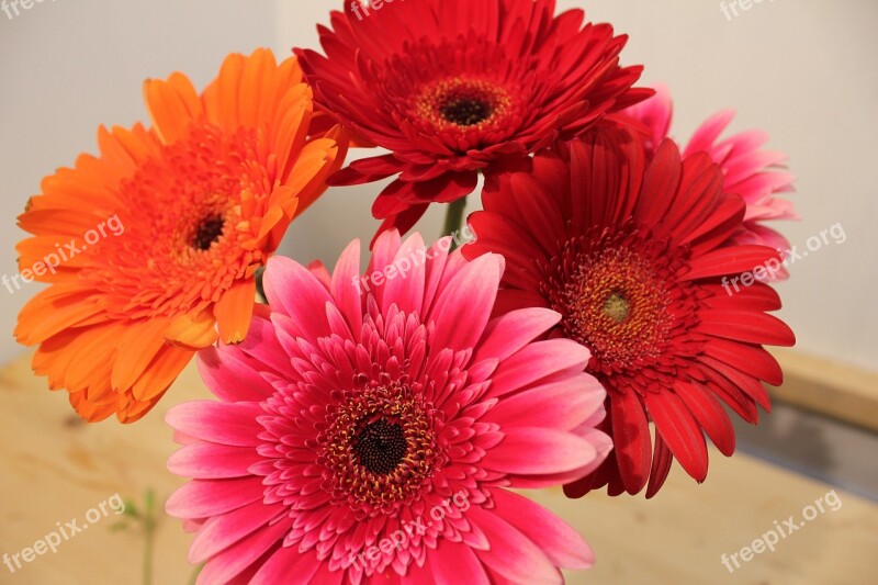 Chrysanthemum Bright Bouquet Flower Pink