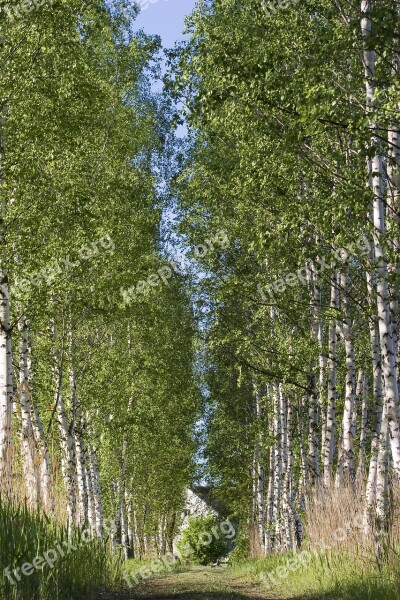 Birch Tree Landscape Forest Wood