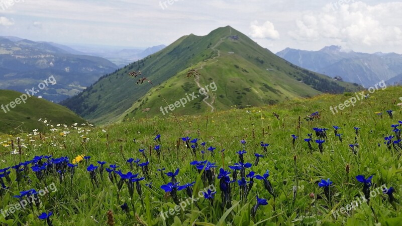 Flowers Austria Mountains Landscape Nature