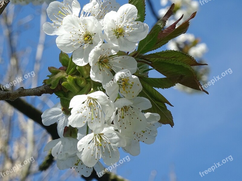 Plant Garden Crops Trees Flowers