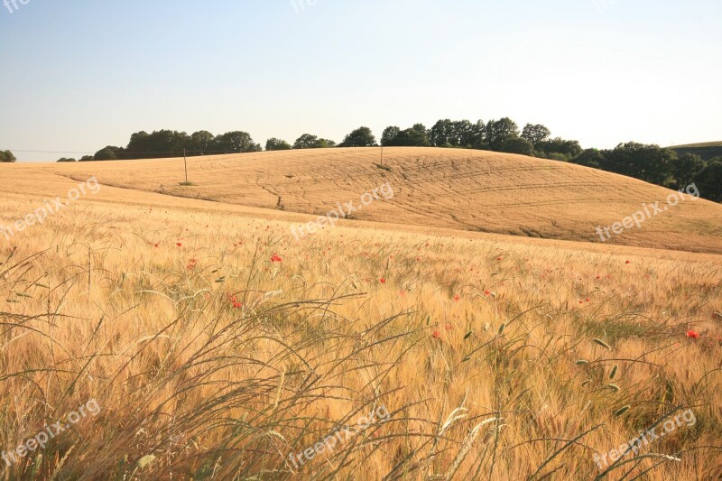 Field Summer Wheat Nature Landscape