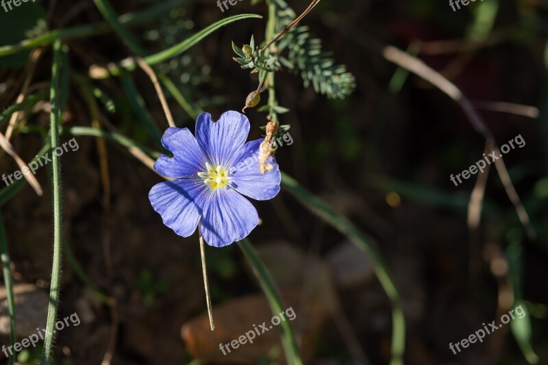 Blue Flower Buttercup Lilac Flower Flora