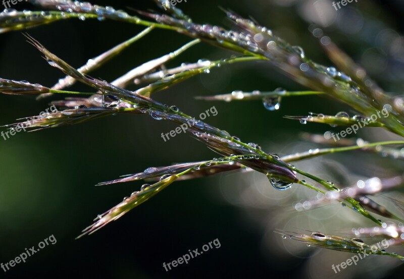 Grass Halme Morgentau Dewdrop Meadow