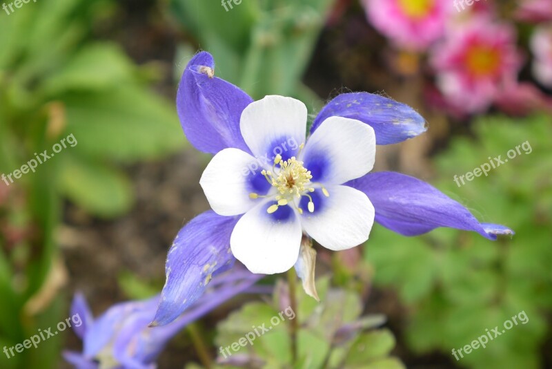 Blue Flower Spring Summer Garden