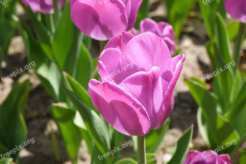 Violet Tulip Closeup Spring Garden