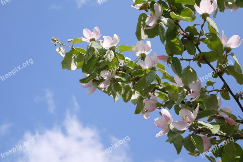 Apple Flowering Flowers Sky Spring