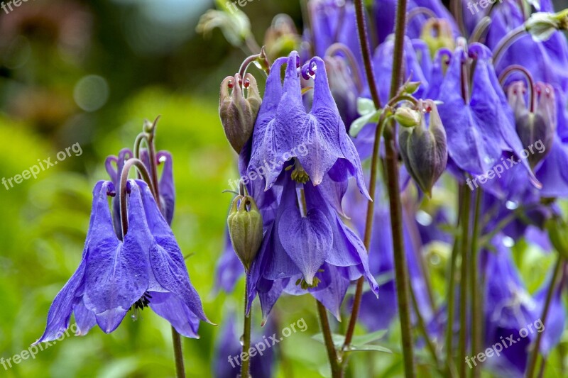 Columbine Blue Blossom Bloom Garden