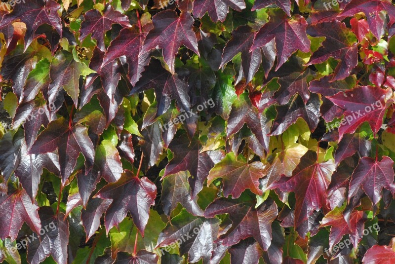 Vine Leaves Wall Nature Autumn Red