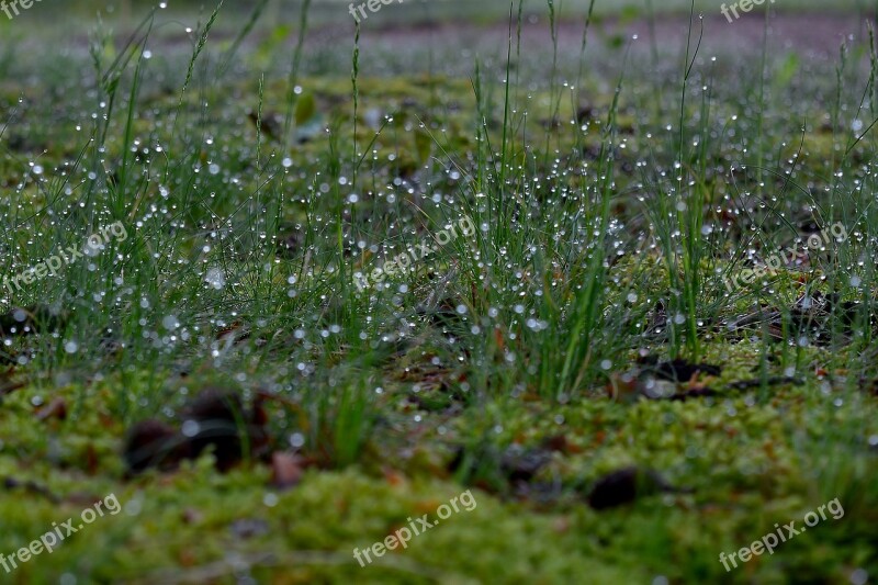 Meadow Dewdrop Nature Morgentau Close Up