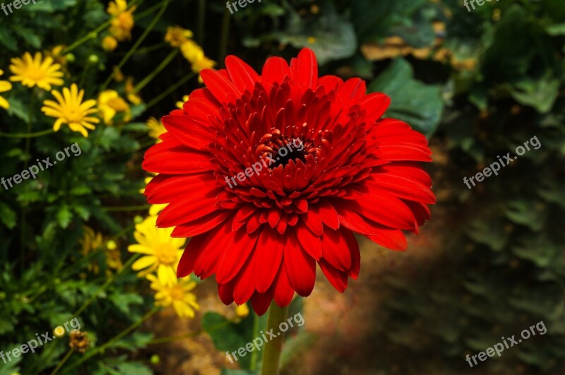 Flower Red Bloom Garden Nature