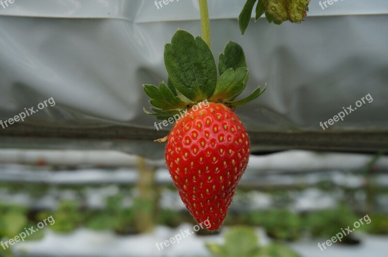 Fruit Strawberry Red Farm Plant