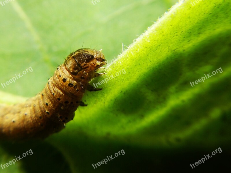 Worm Larva Butterfly Lettuce Caterpillar