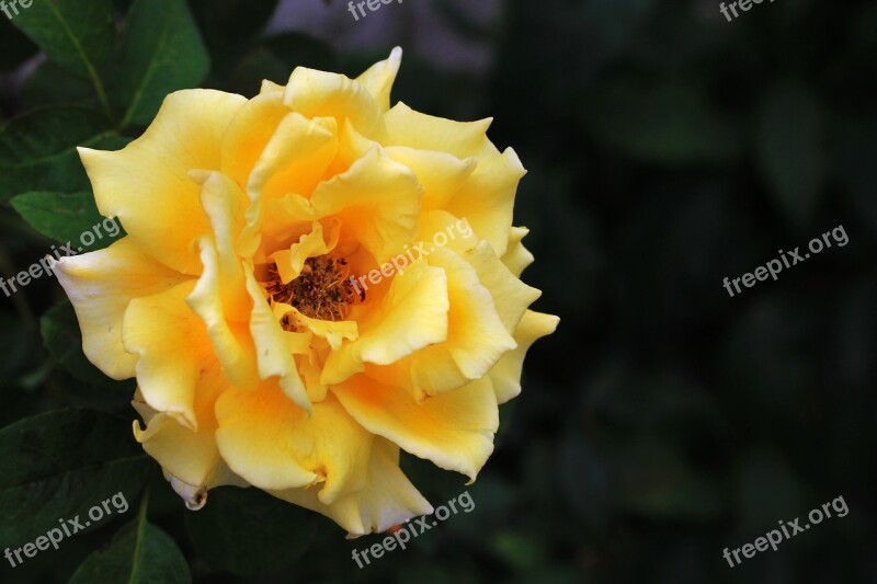 Rosa Yellow Flower Roses Plant