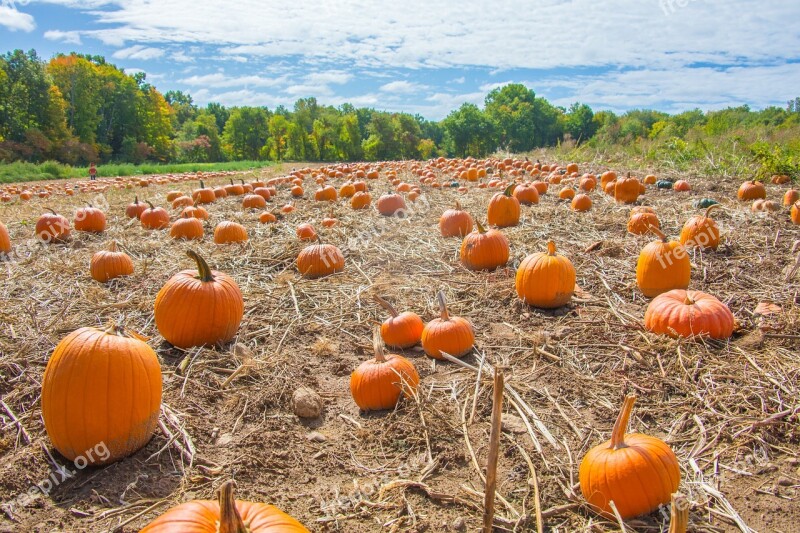 Pumpkins Field Autumn Thanksgiving Orange