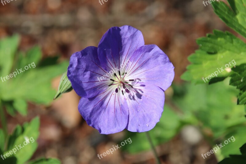 Flower Garden Spring Plants Petals