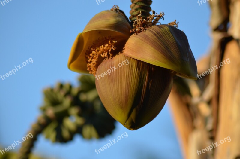 Banana Diet Banana Diet Banana Flower Fruit