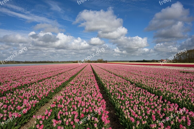 Tulip One Field Bloom Flower