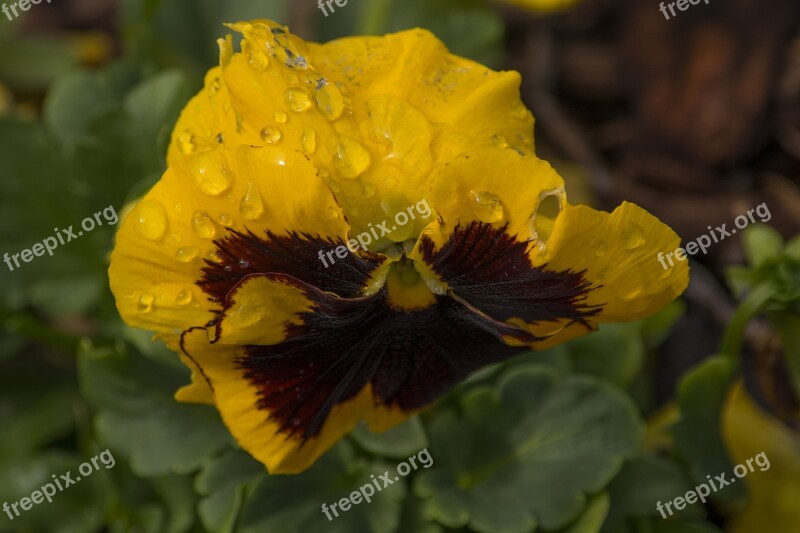 Flower Garden Nature Bloom Plant