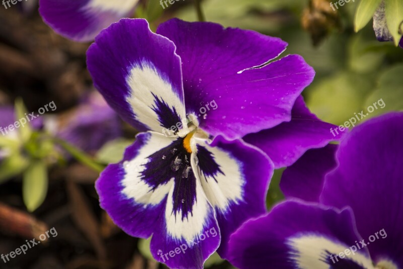 Flower Plant Nature Bloom Blossom