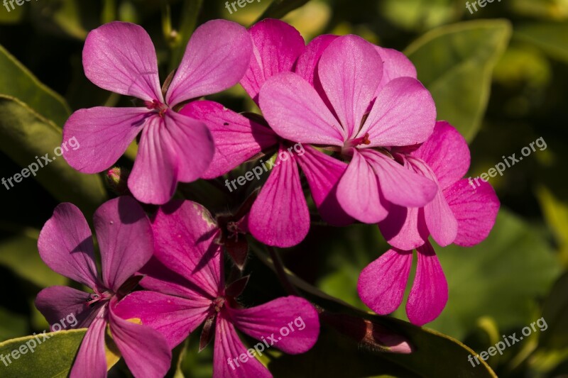 Plant Nature Bloom Blossom Spring