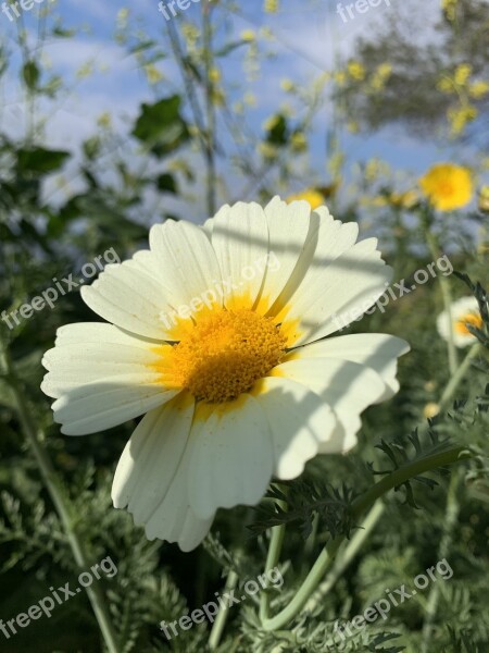 Flower Sunny Daisy Spring Garden